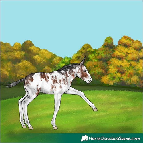 Horse Color:White Spotted Brown 