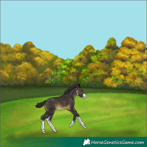 Horse Color:Buckskin Sabino 