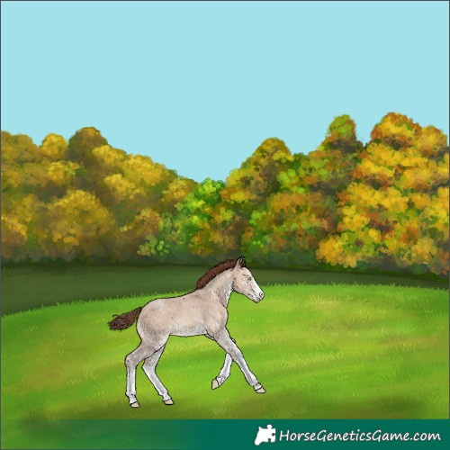 Horse Color:White Spotted Sable Champagne Dun Snowflake Varnish