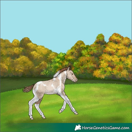 Horse Color:Grullo Pearl Tobiano Snowflake Varnish 