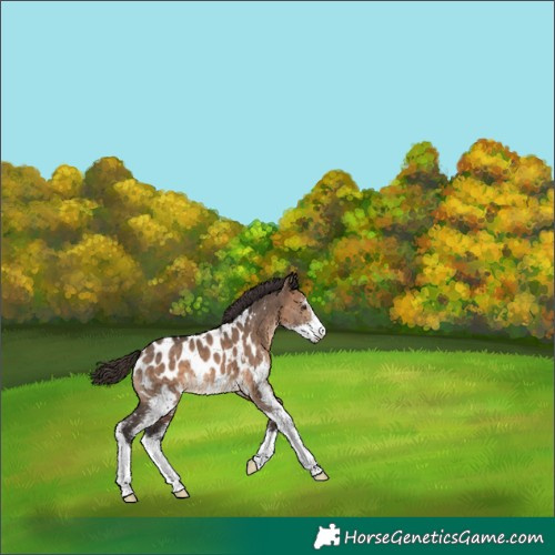 Horse Color:Bay Dun Sabino Near Leopard
