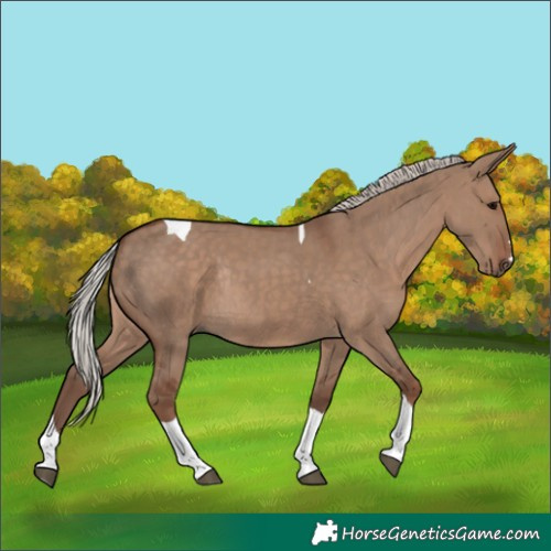 Horse Color:Silver Grullo Tobiano Rabicano 