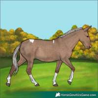 Horse Color:Silver Grullo Tobiano Rabicano 