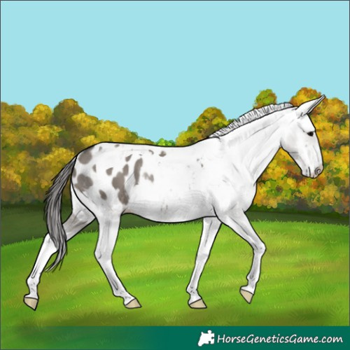Horse Color:Grullo Tobiano Appaloosa Rabicano 