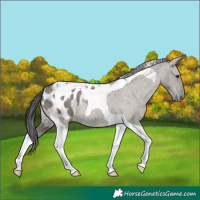 Horse Color:Grullo Tobiano Appaloosa Rabicano