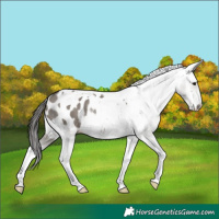 Horse Color:Grullo Tobiano Blanket Rabicano 