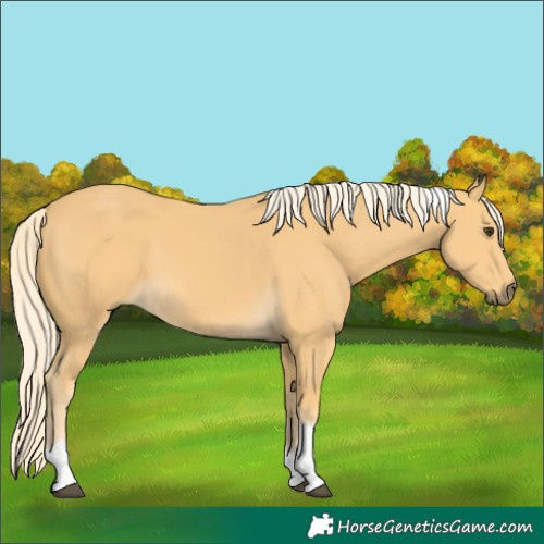 Horse Color:Palomino Tobiano 