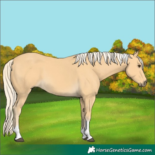 Horse Color:Palomino Tobiano 