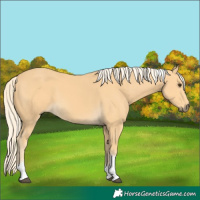 Horse Color:Palomino Tobiano