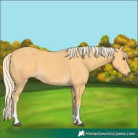 Horse Color:Palomino Tobiano 