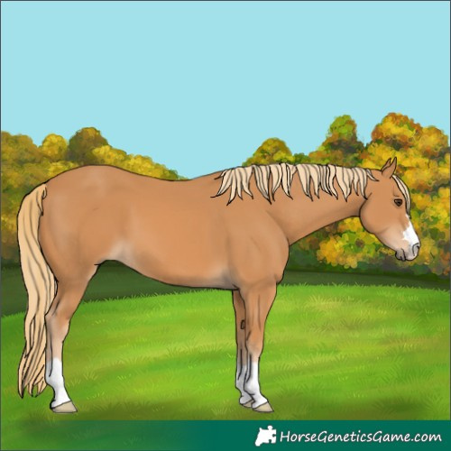 Horse Color:Unknown 