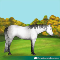Horse Color:Gray Grullo