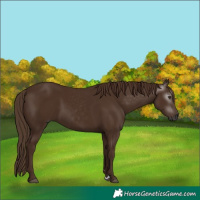 Horse Color:Gray Chestnut 