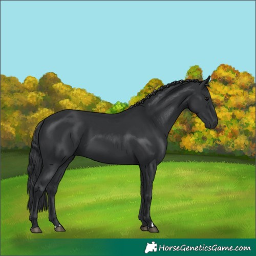 Horse Color:Black 