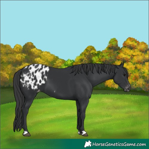 Horse Color:Black Appaloosa