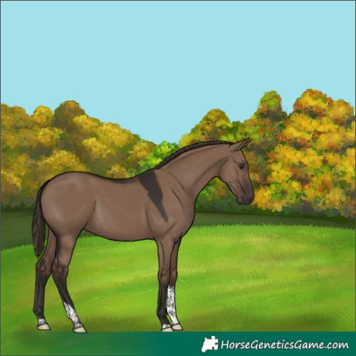 Horse Color:Liver Red Dun Tobiano 