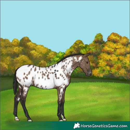 Horse Color:Liver Red Dun Appaloosa 