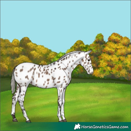 Horse Color:Silver Bay Dun Tobiano Near Leopard 