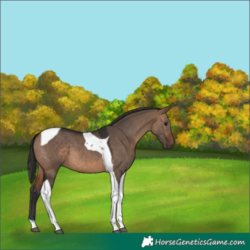 Horse Color:Brown Dun Tobiano 
