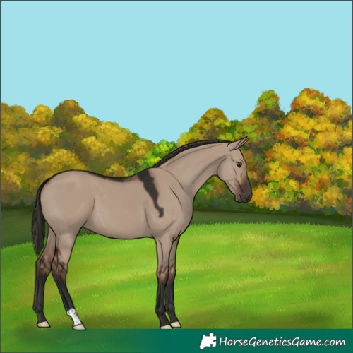 Horse Color:Liver Red Dun 