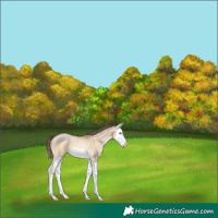 Horse Color:Buckskin Pearl Dun Splash 