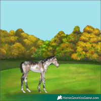 Horse Color:White Spotted Brown Dun