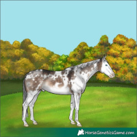 Horse Color:White Spotted Brown Dun Splash