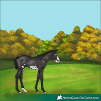 Horse Color:Gray Black Frame Rabicano