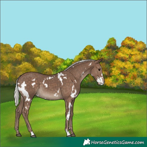 Horse Color:White Spotted Silver Black 