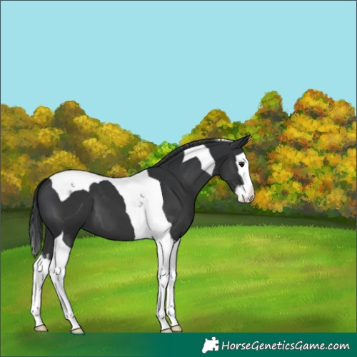 Horse Color:Black Splash Tobiano 