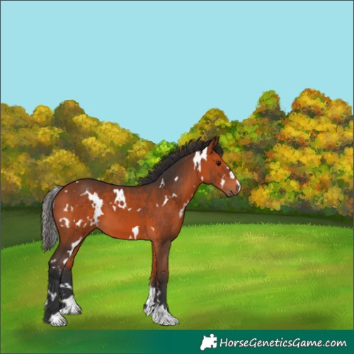 Horse Color:White Spotted Bay 