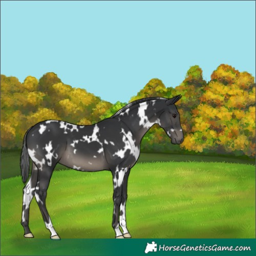 Horse Color:White Spotted Black 