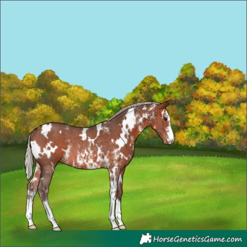 Horse Color:White Spotted Silver Brown Sabino Rabicano 