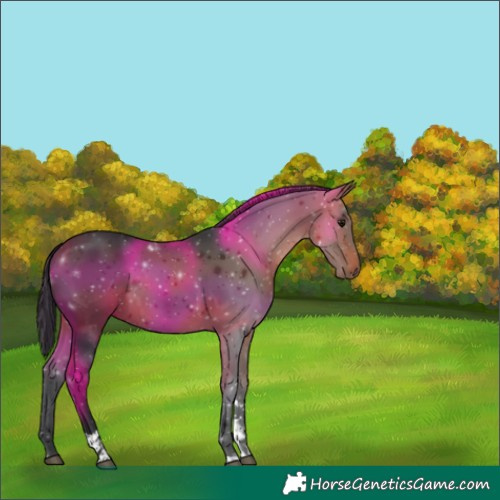 Horse Color:Bay Tobiano 