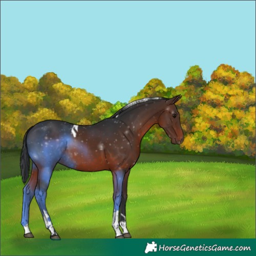 Horse Color:Brown Tobiano 