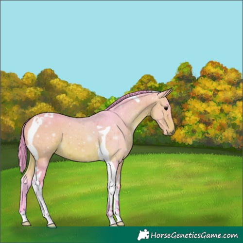 Horse Color:Watercolor Bay Tobiano 