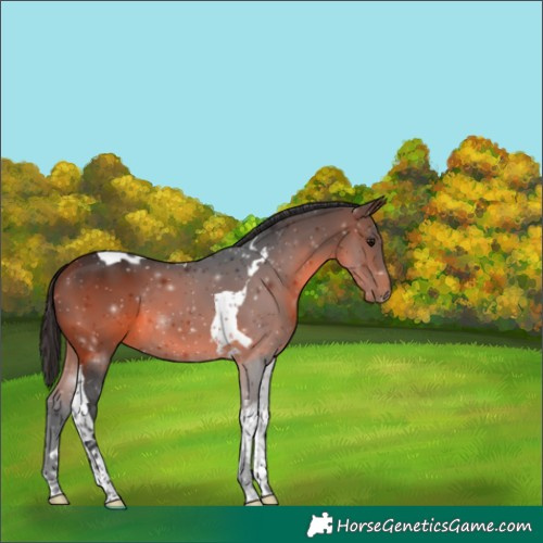 Horse Color:Brown Tobiano 