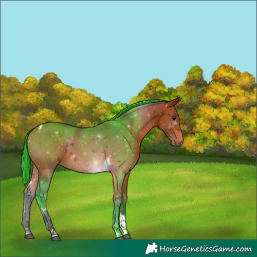 Horse Color:Bay Tobiano 