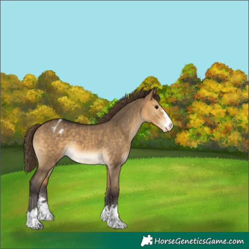 Horse Color:Buckskin Dun Varnish 