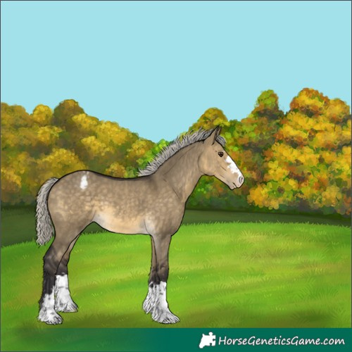 Horse Color:Silver Buckskin Dun Appaloosa 