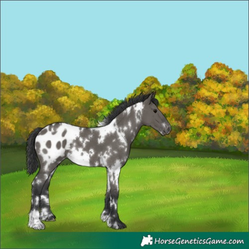 Horse Color:White Spotted Grullo Appaloosa 