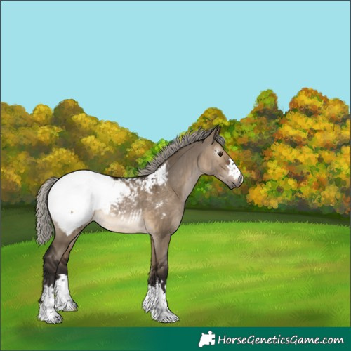 Horse Color:Gray Silver Brown Dun Appaloosa 