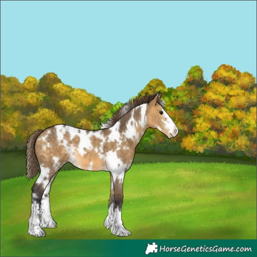 Horse Color:White Spotted Buckskin Dun Appaloosa 