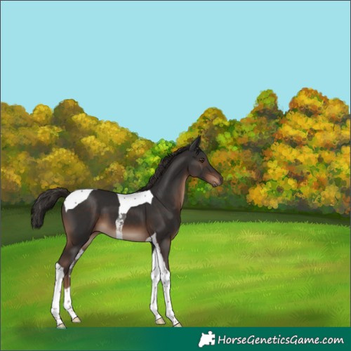 Horse Color:Liver Chestnut Tobiano 
