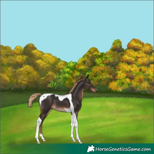 Horse Color:Liver Chestnut Tobiano 