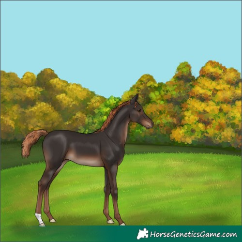Horse Color:Liver Chestnut 
