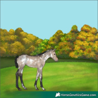 Horse Color:White Spotted Brown Dun Rabicano