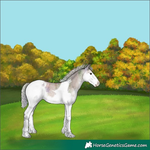 Horse Color:Nacre Silver Brown Roan Dun Splash Tobiano Appaloosa 
