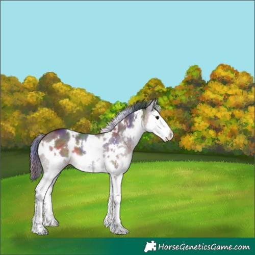 Horse Color:Nacre White Spotted Brown Dun Splash 