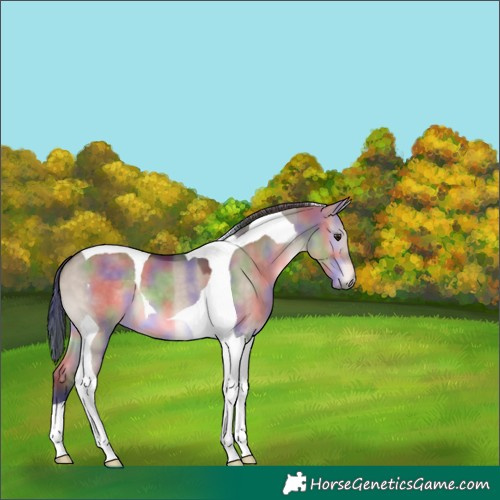 Horse Color:Nacre Brown Dun Tobiano 